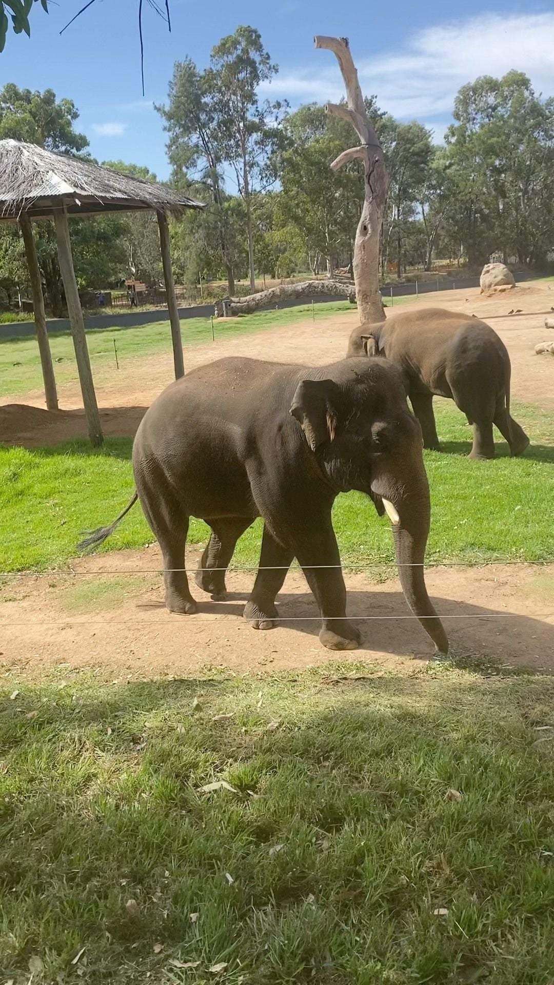 Dubbo Zoo 2025 Image -67de04bc2ec09